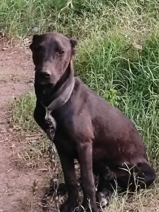 Питбуль ит сотилади