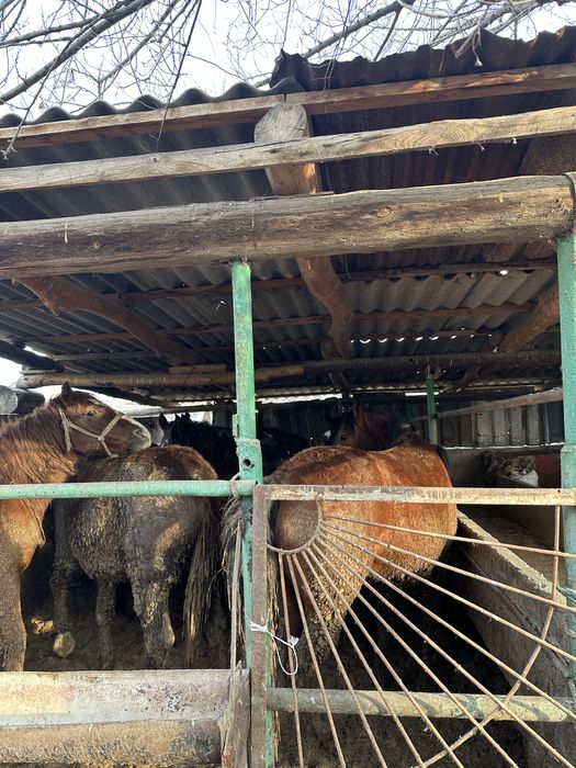 Бордақы биелер сатамын