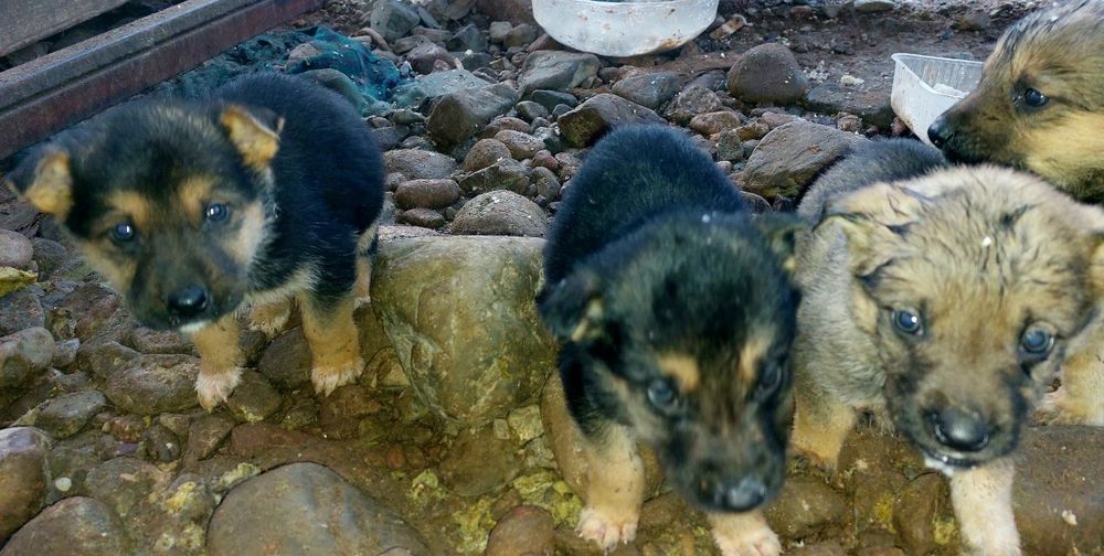 Продам овчарка щенок