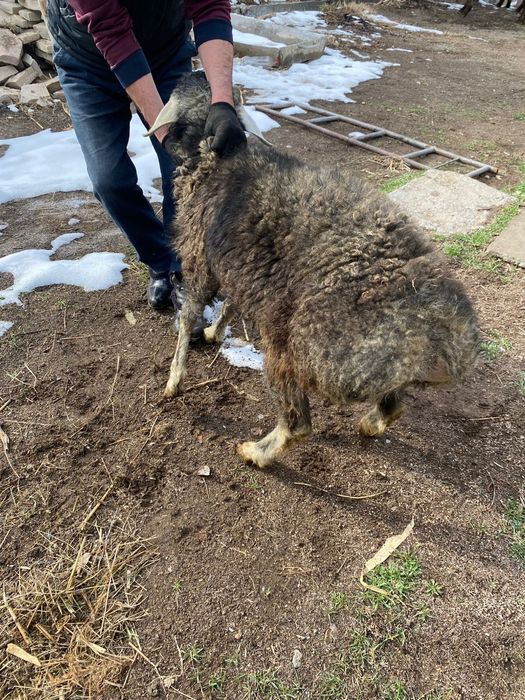 Семіз қой сатылады