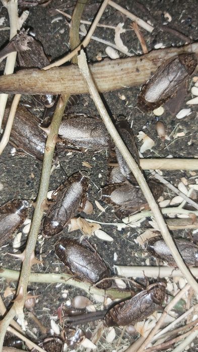 Живой кормовой таракан !!!