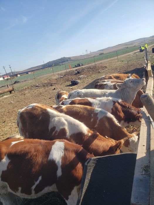 Vand 10 vitei baltati românești