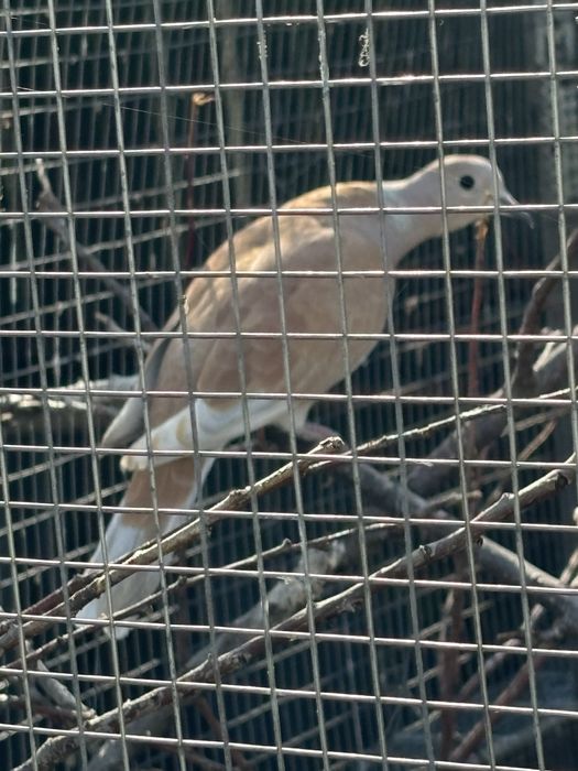 Смеющиеся горлицы