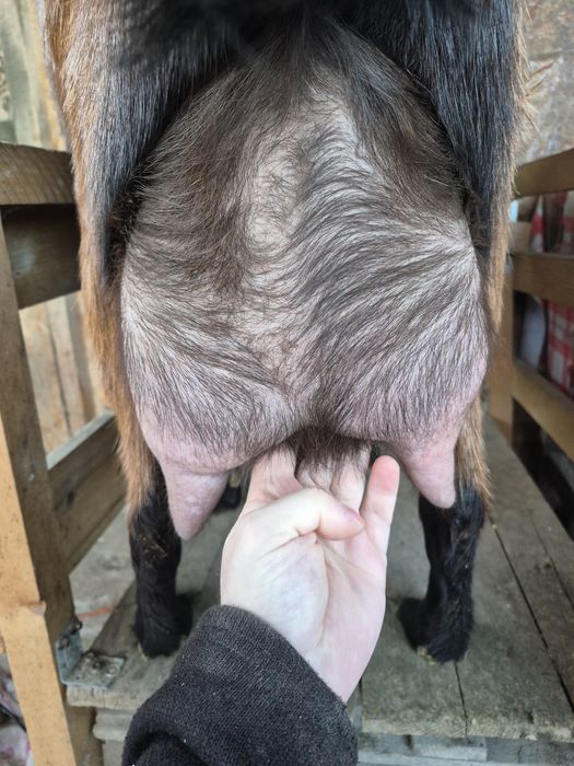 De vânzare  două capre si un tap