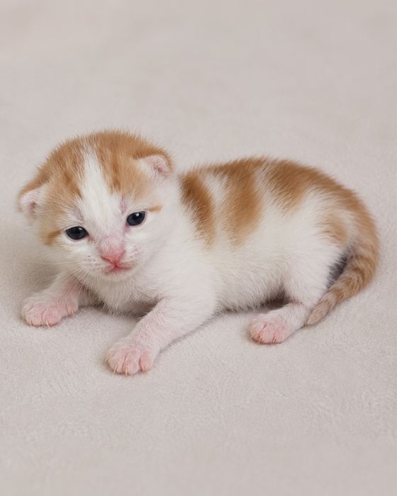 Котята ищут семью