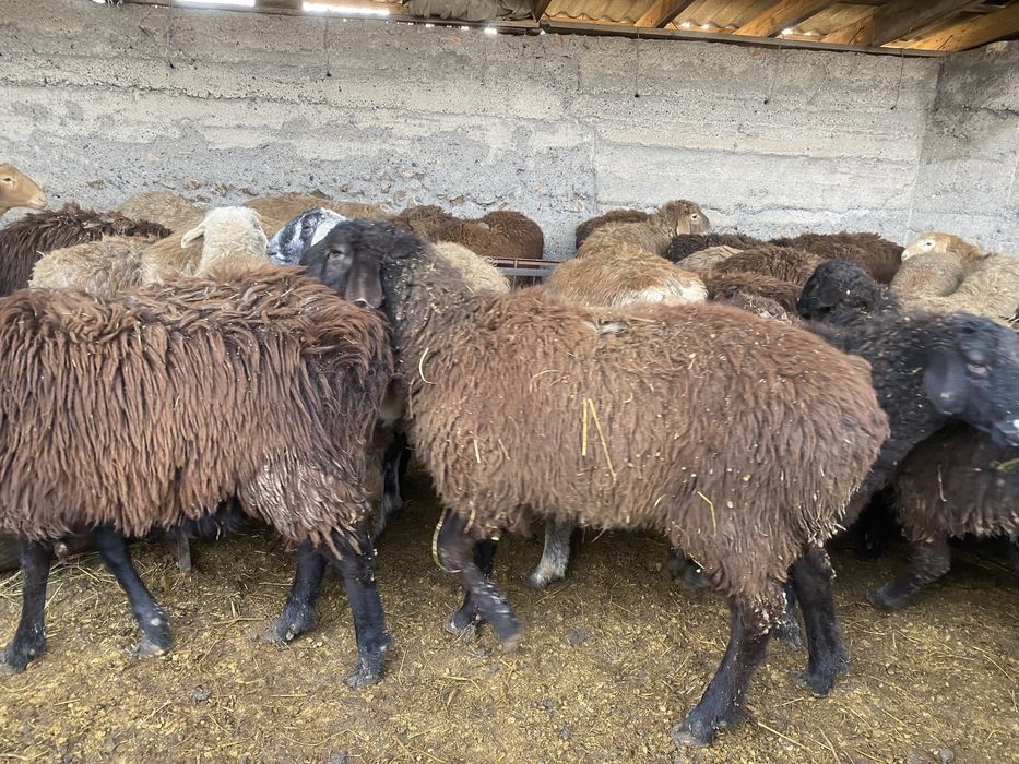 Продам жирных (тохтушек)