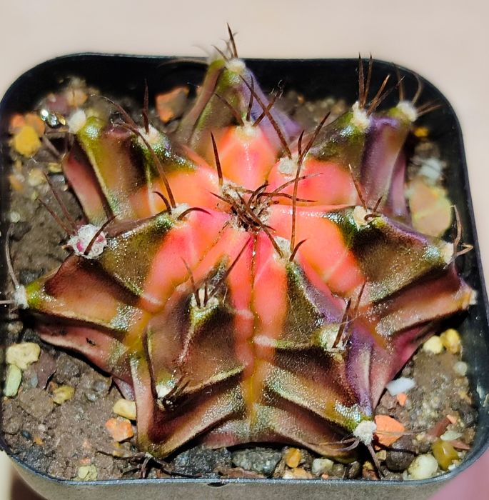 Вариегатные кактусы