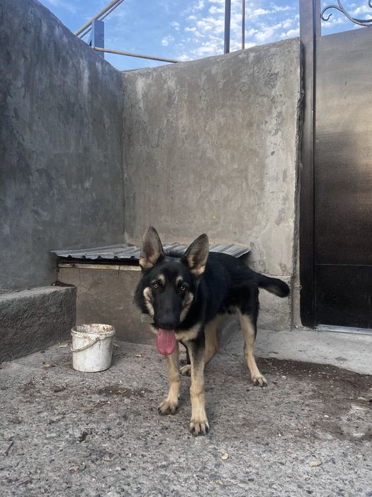 Немецкая овчарка.