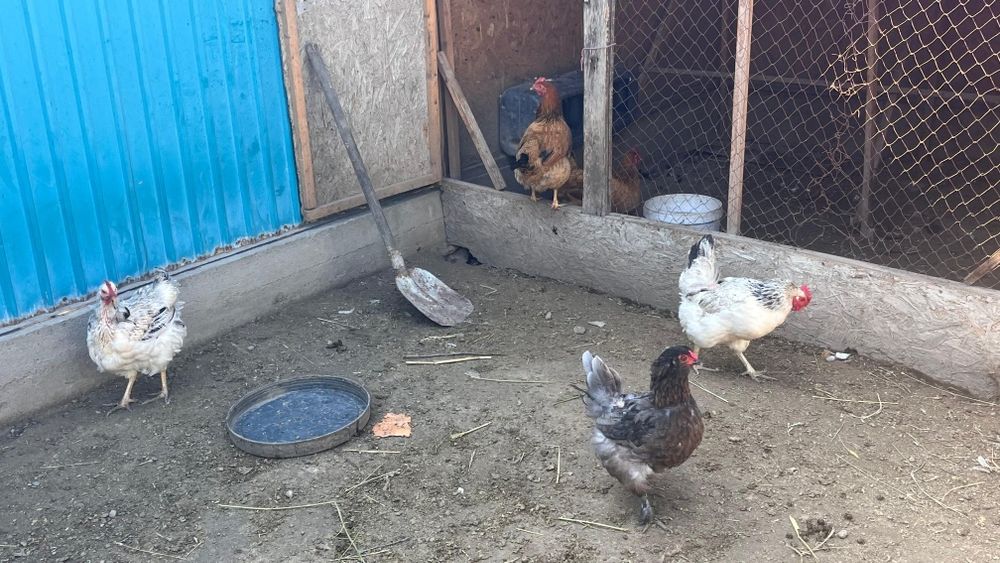 Курица петух кучинский