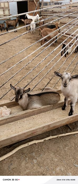 Еркек, ұрғашы лақтар сатылады