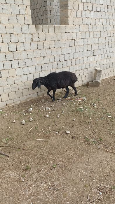 Qoylar sotiladi bugos