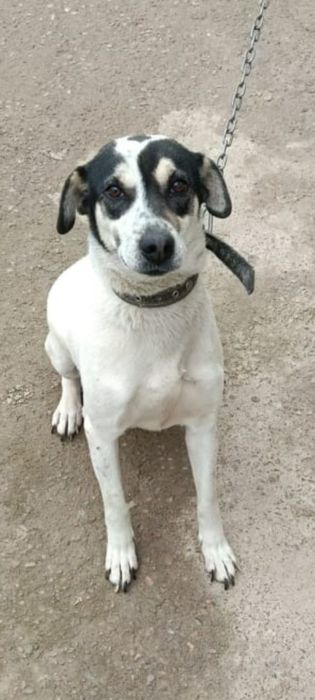 Белка в добрые руки