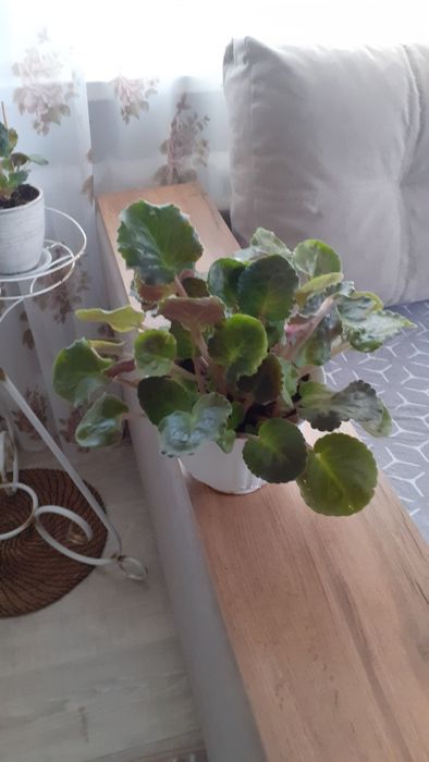 Продам фиалки с горшком