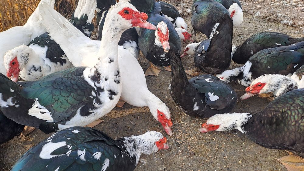 Индигуткалар 18та