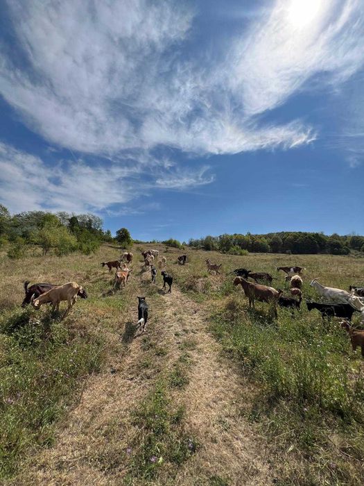Iezi pentru sacrificat sau de ținut