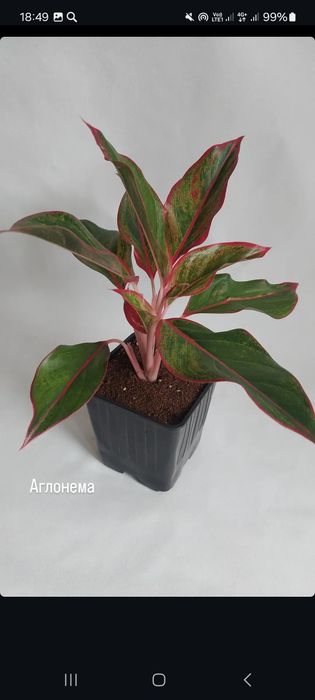 Продам комнатные растения