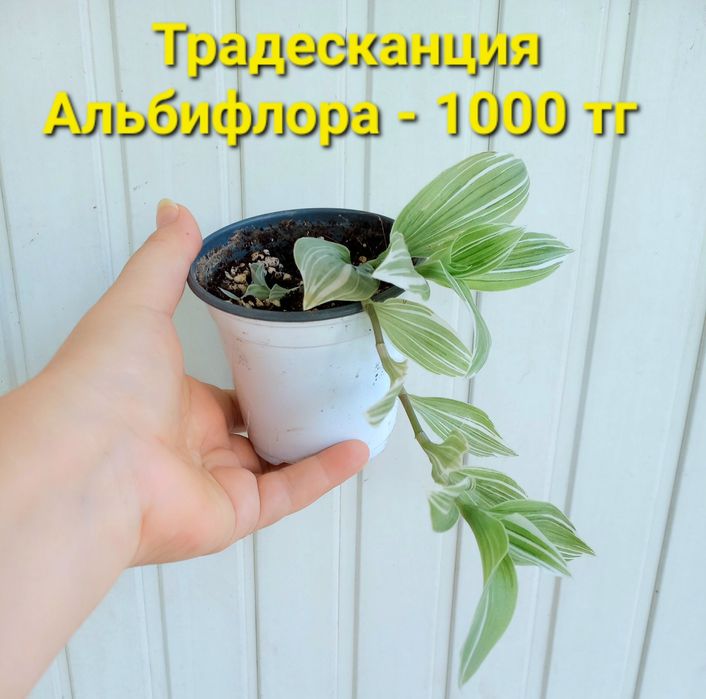 Распродажа!!! Комнатные растения разные