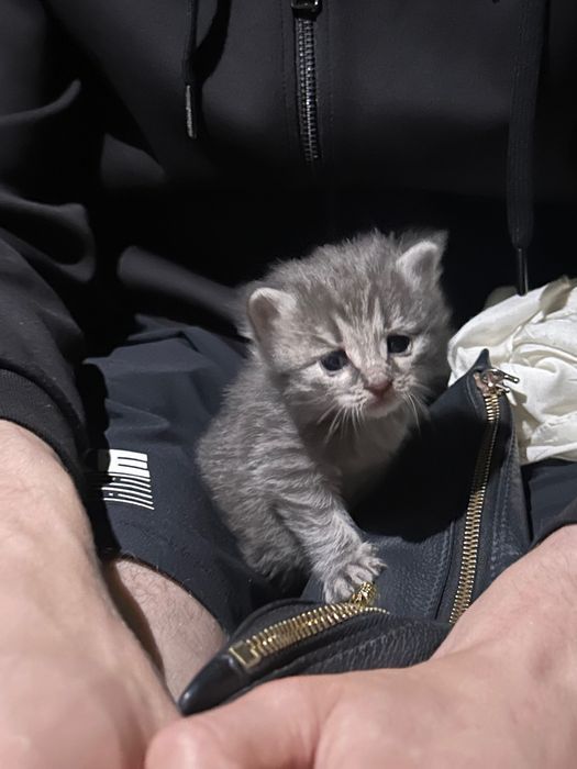 Домашние котята 4 штуки