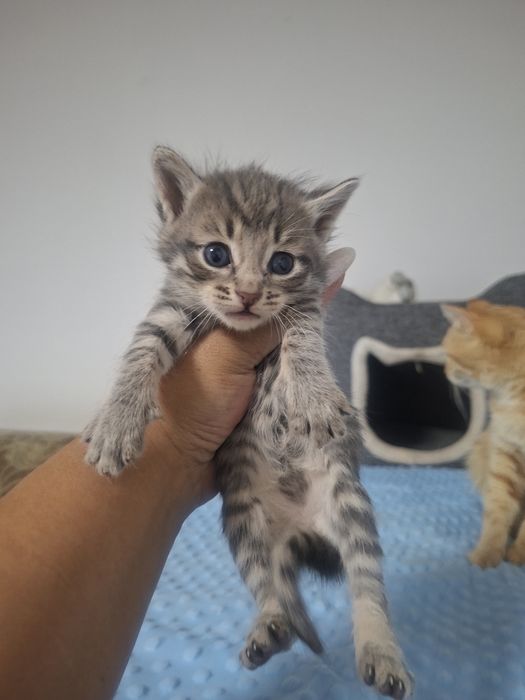 В добрые руки  котенок