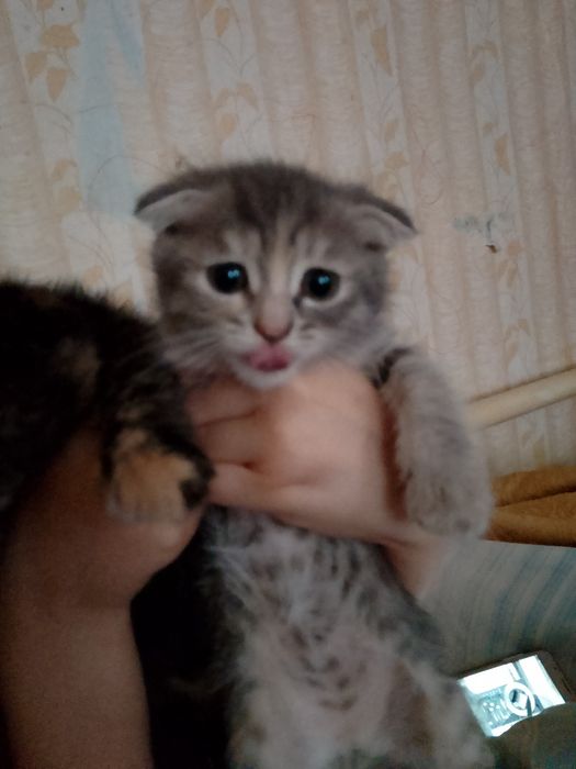 Отдам Котят вислоухих !