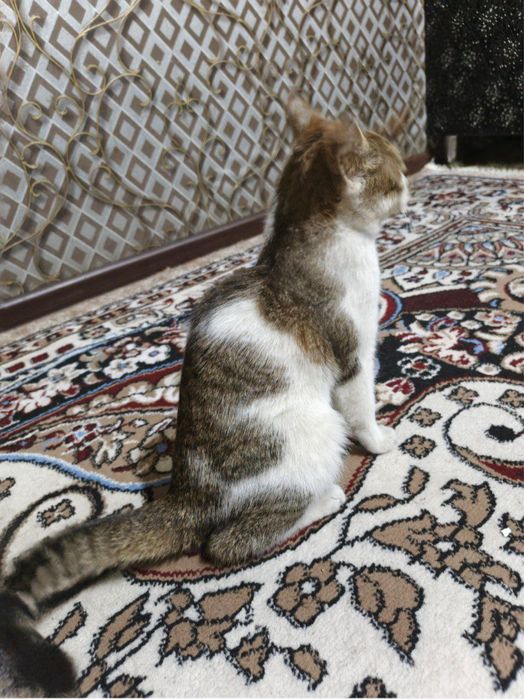 Отдаю даром котёнок текинга мушук боласи