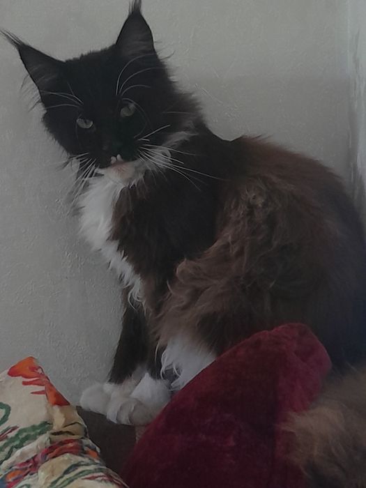 Потерялся кот 8 месяцев