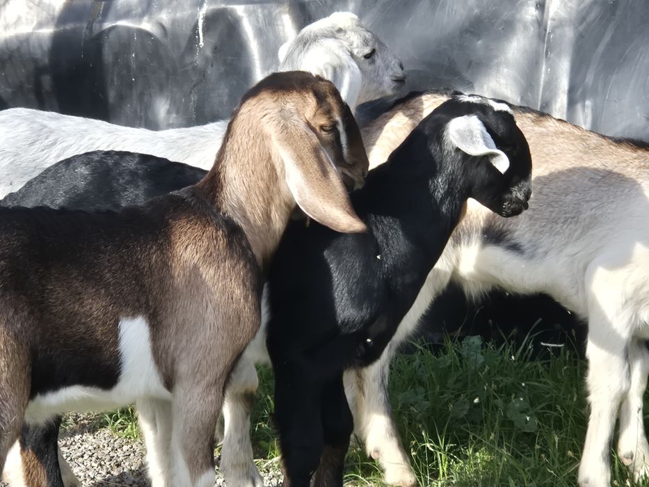 Козлята англонубийские.