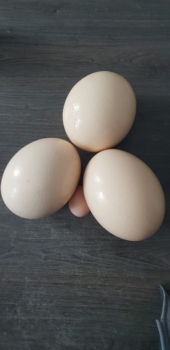Oua de strut proaspete pentru consum si pentru incubat