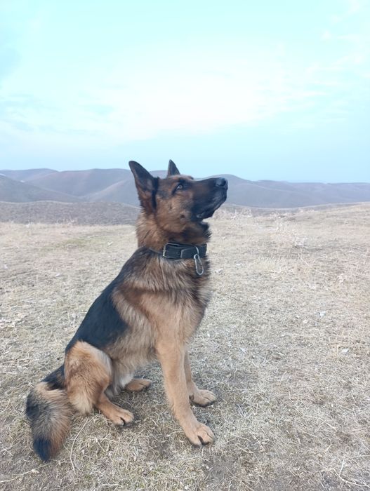 Nemechiskiy afcharka