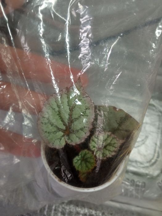 Детки фиалки ,бегонии сеянцы,бегонии разные в контейнере..