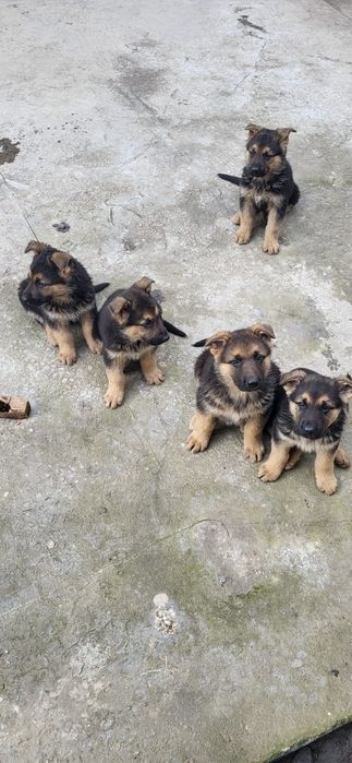 Овчарка немецкая щенки