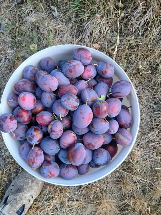 Vand prune Anaspect direct din livadă