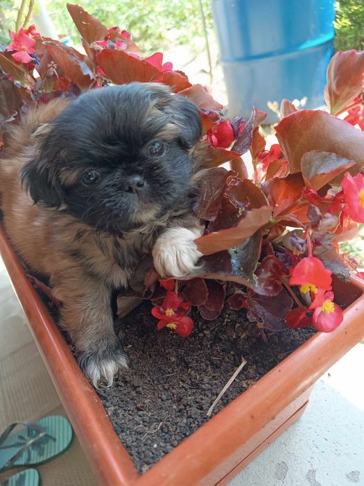 Пекинез бебета малки