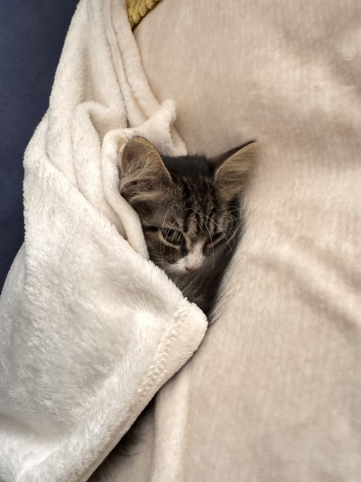 Котята в добрые руки (3-4 мес, девочки)