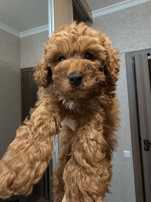 Той пудель, мальчик, цвет: абрикос