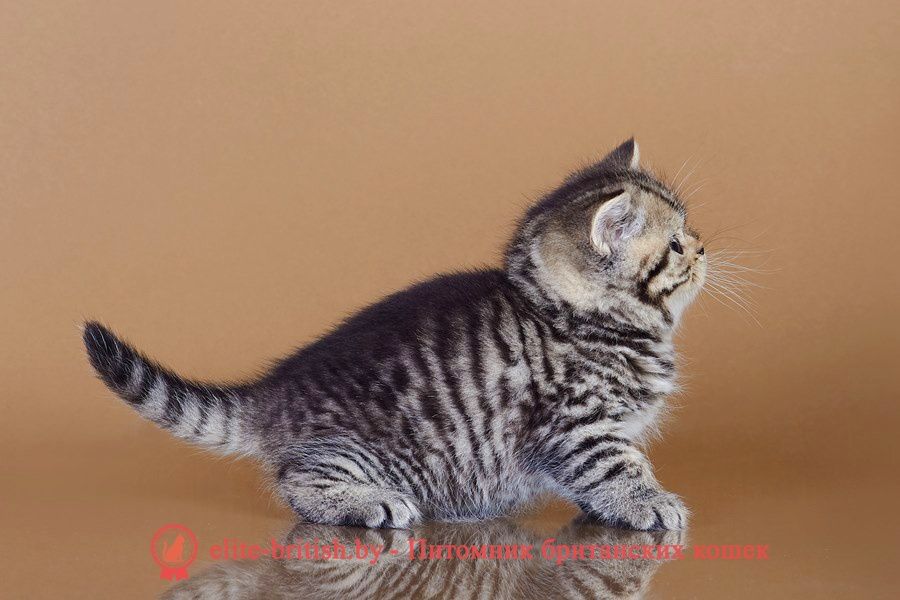 Шотландские Скоттиш Страйт