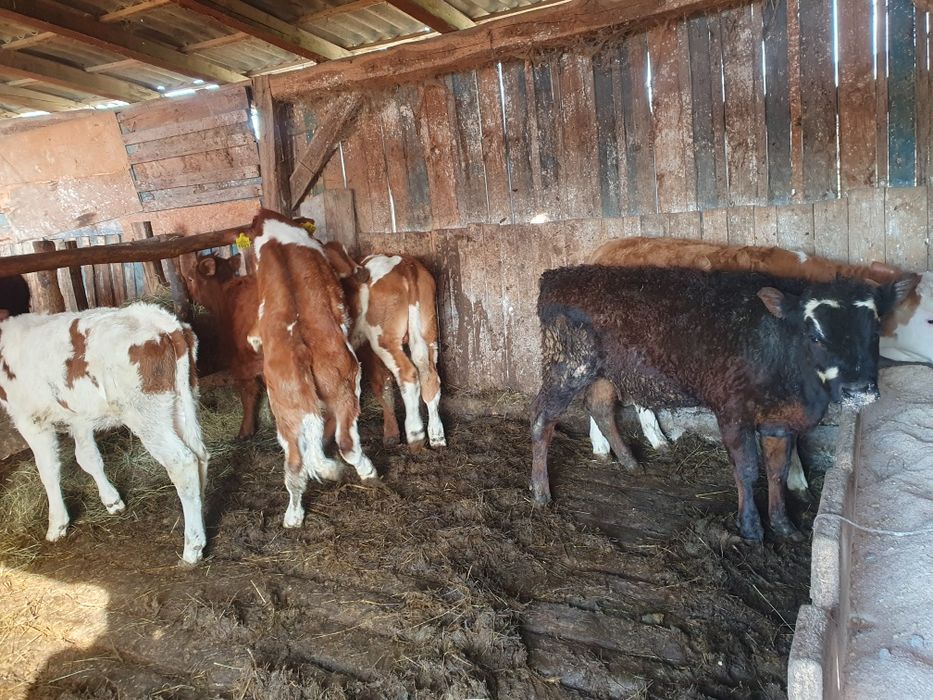 Vand 5 vitele si 2 taurasi