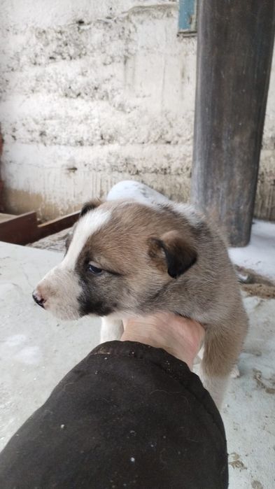 Отдам щенят в добрые руки