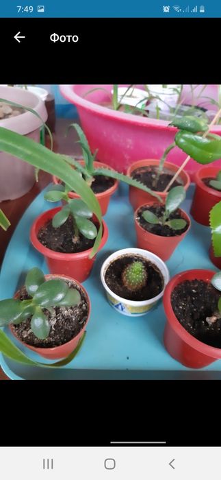 Продам комнатные цветы