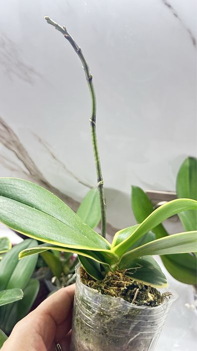 Орхидеи по 2500т