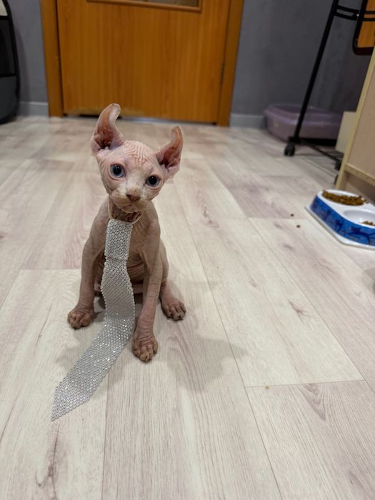 Шикарный сфинкс эльф