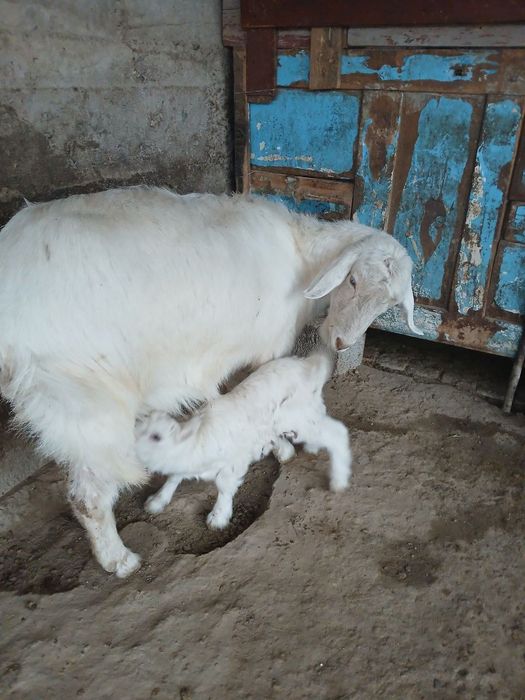 Она бола ечки сотилади