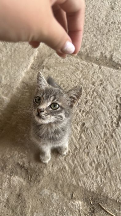 Отдается котенок ( мысық) бесплатно
