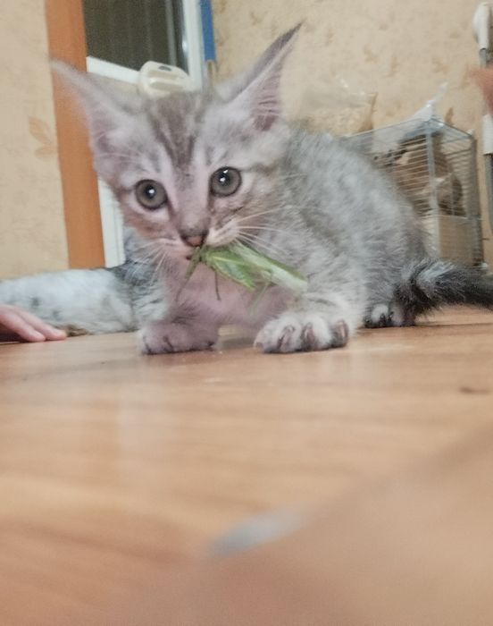 Отдам котенка БЕСПЛАТНО