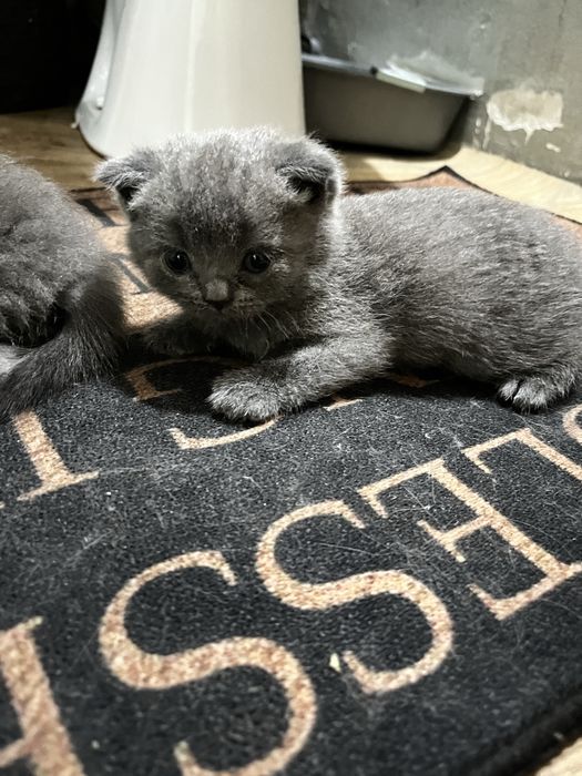 Продам котёнка шотландский