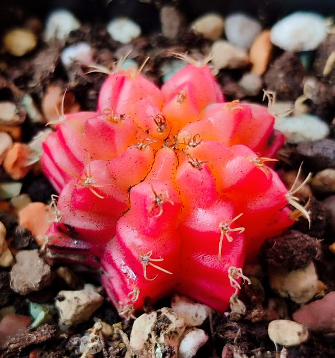 Вариегатные кактусы