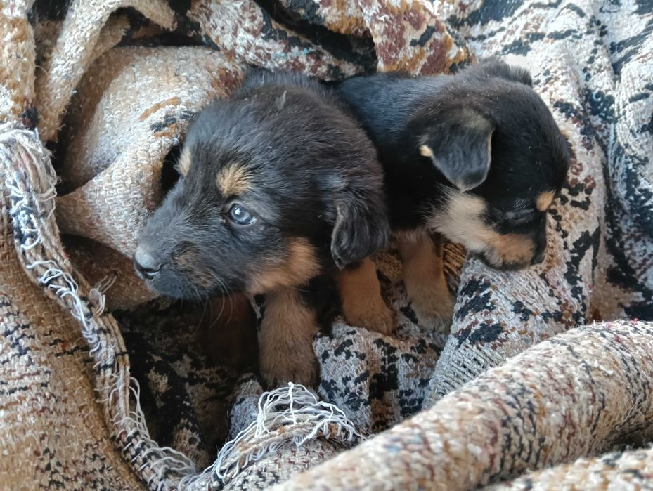 Ofer spre adopție doi cățeluși (fetiță și băiețel)