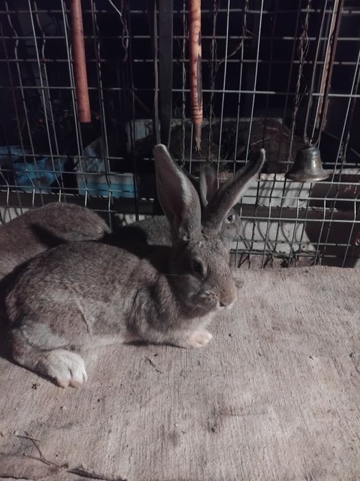 De vânzare o de  iepuri