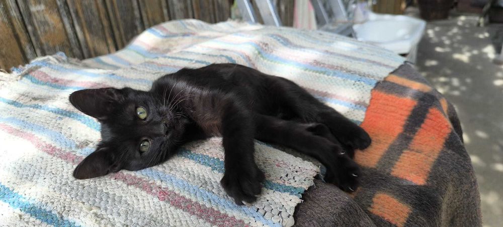 Donez pui de pisica adorabil