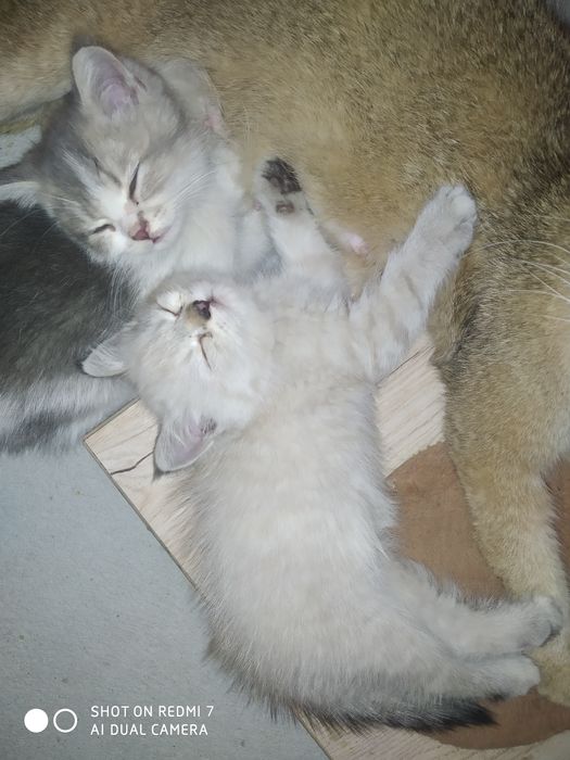 Britanskiy shinshilla sotiladi